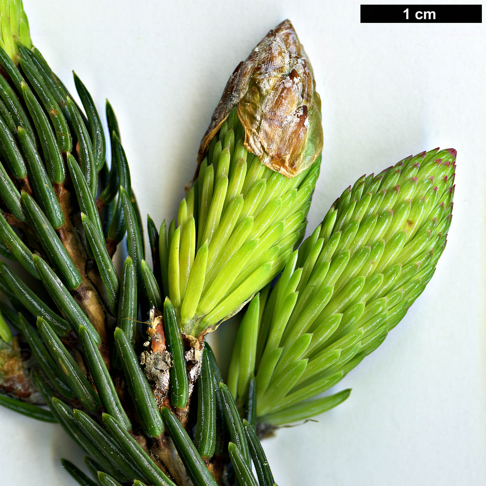 High resolution image: Family: Pinaceae - Genus: Picea - Taxon: likiangensis - SpeciesSub: var. rubescens